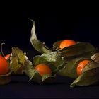 Physalis