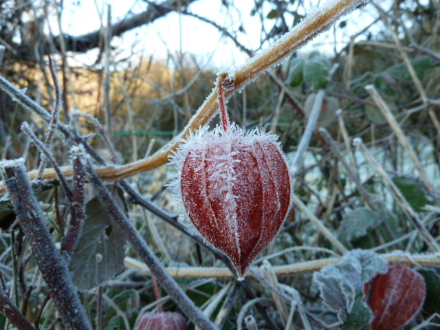 Physalis