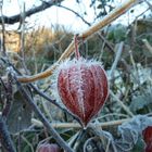 Physalis