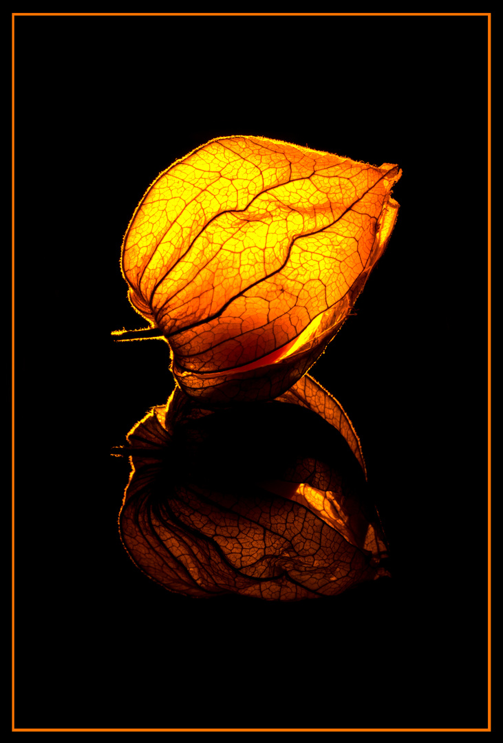 Physalis