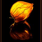 Physalis