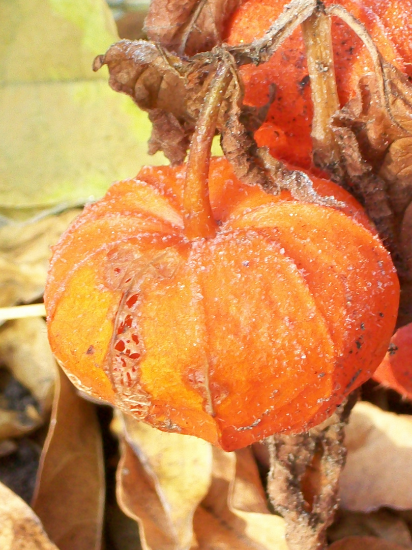 Physalis