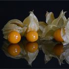 Physalis