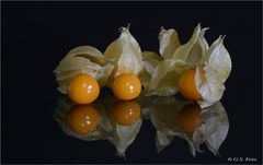 Physalis