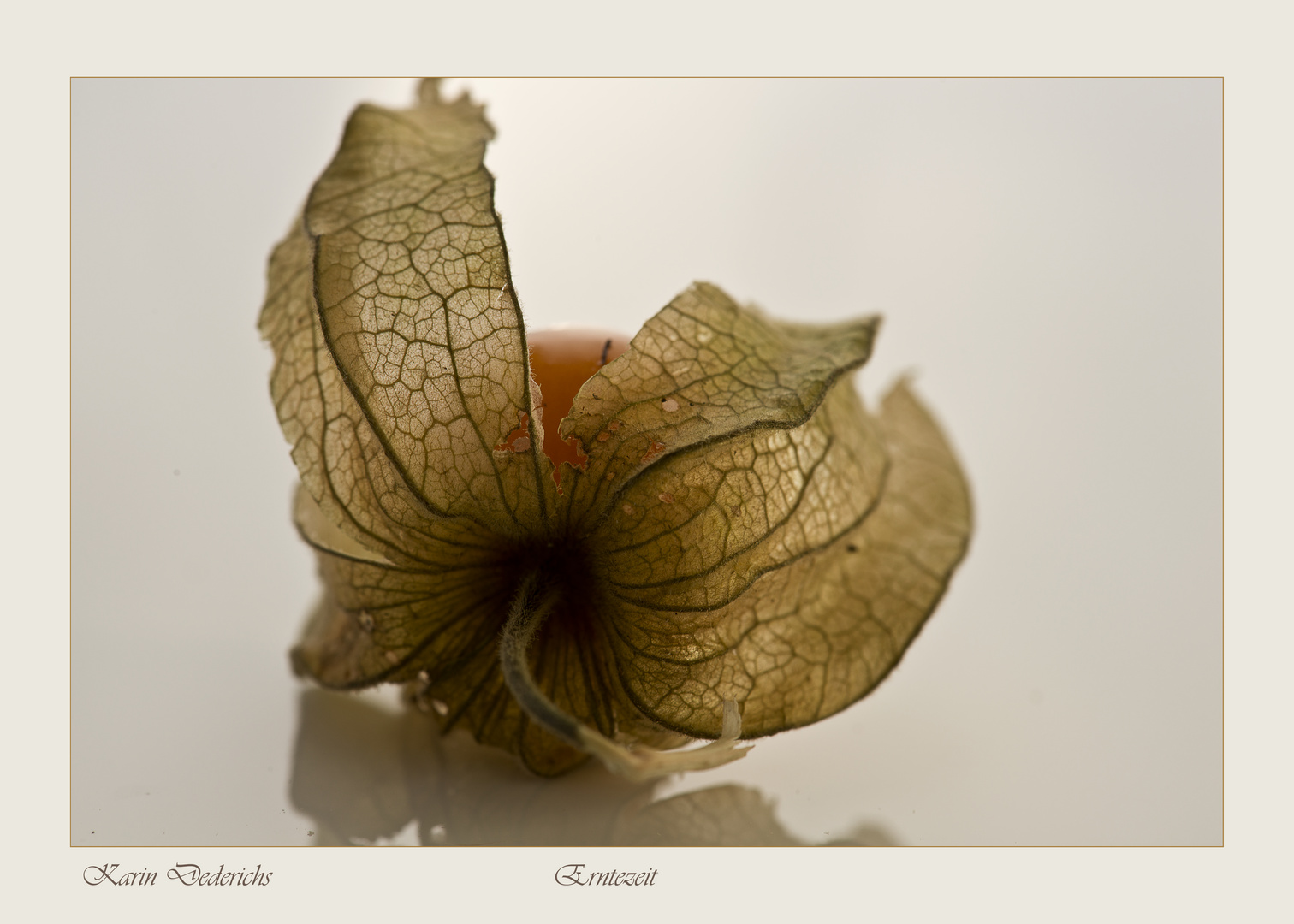 Physalis