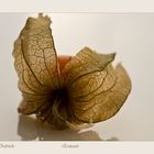 Physalis