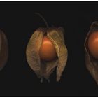 physalis