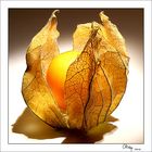 Physalis