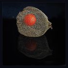 Physalis