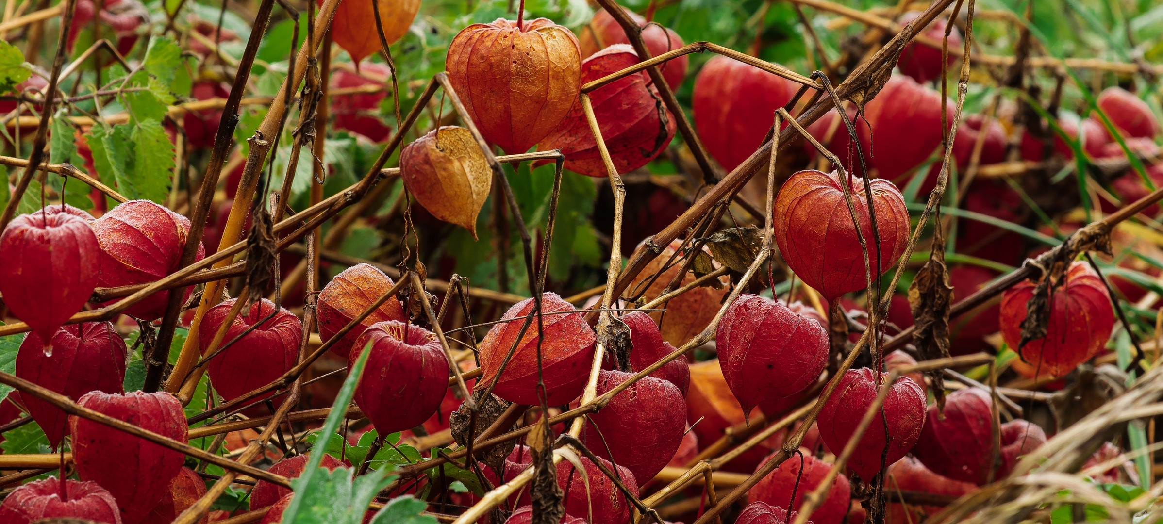 Physalis