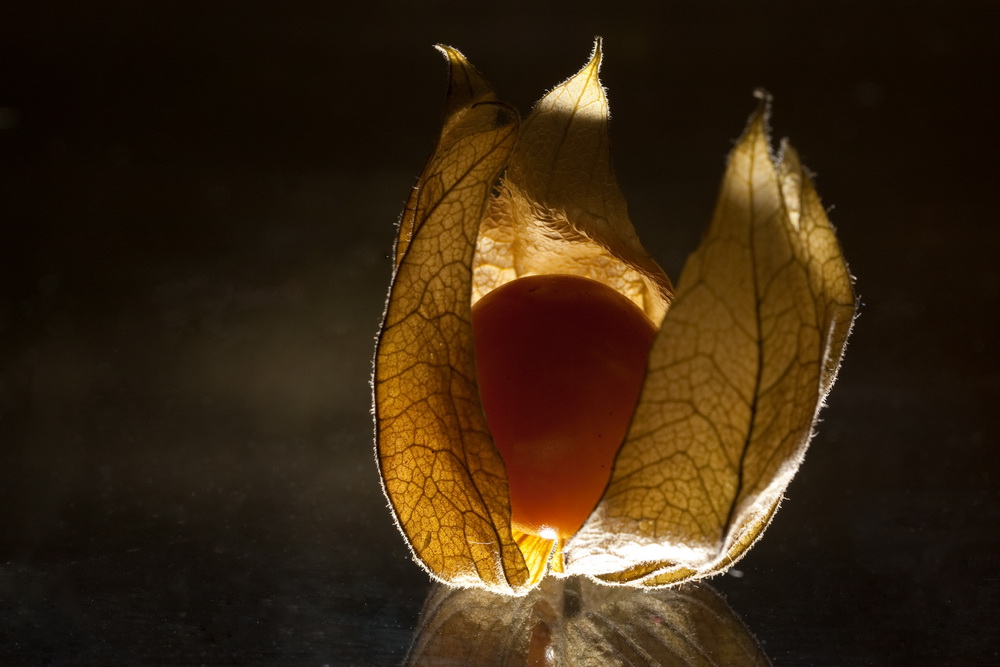 Physalis