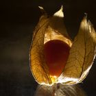 Physalis