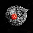 Physalis