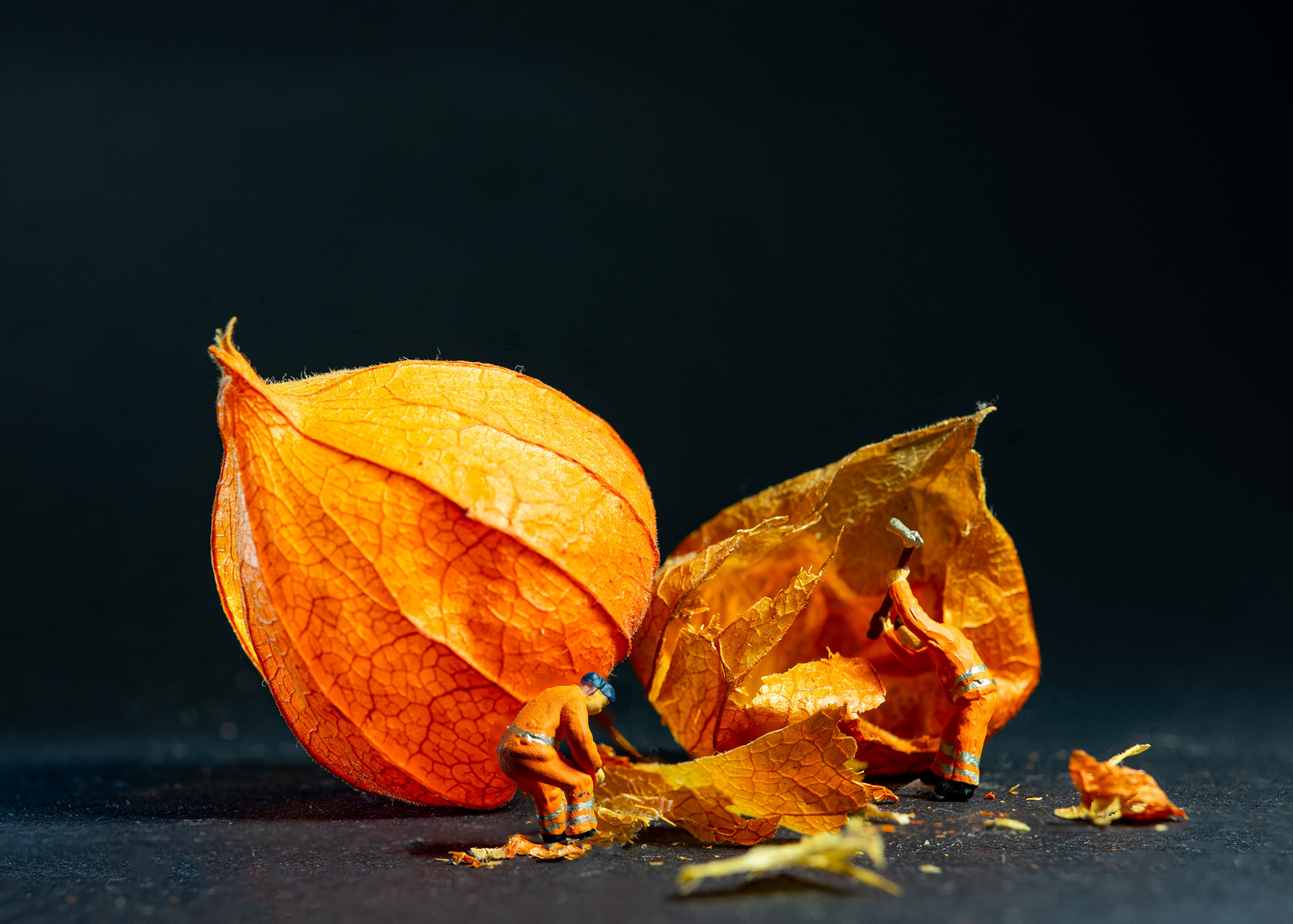 Physalis Abbruch 