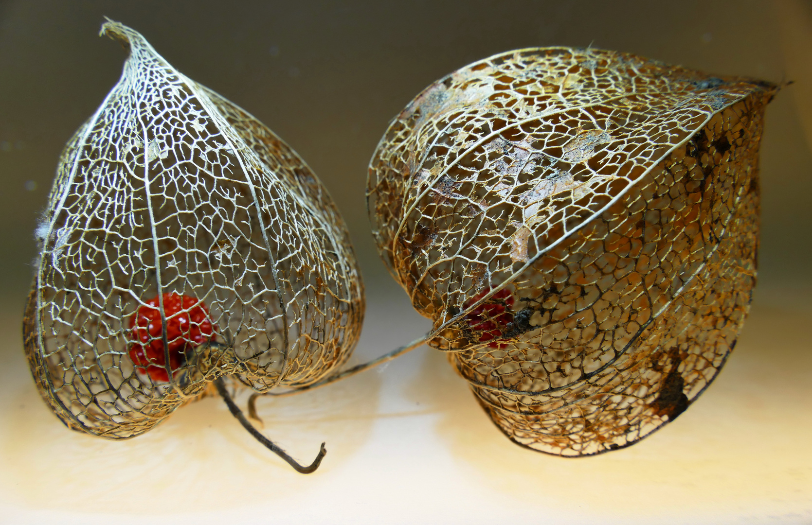 Physalis