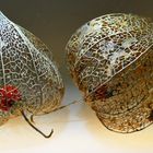 Physalis