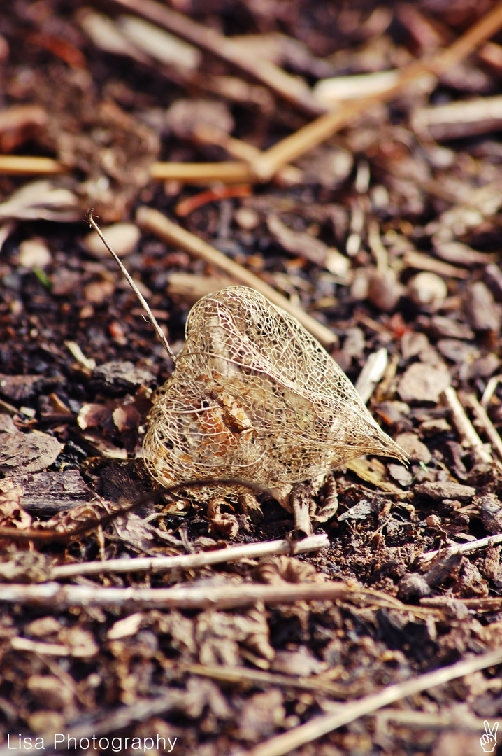 Physalis