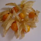 Physalis