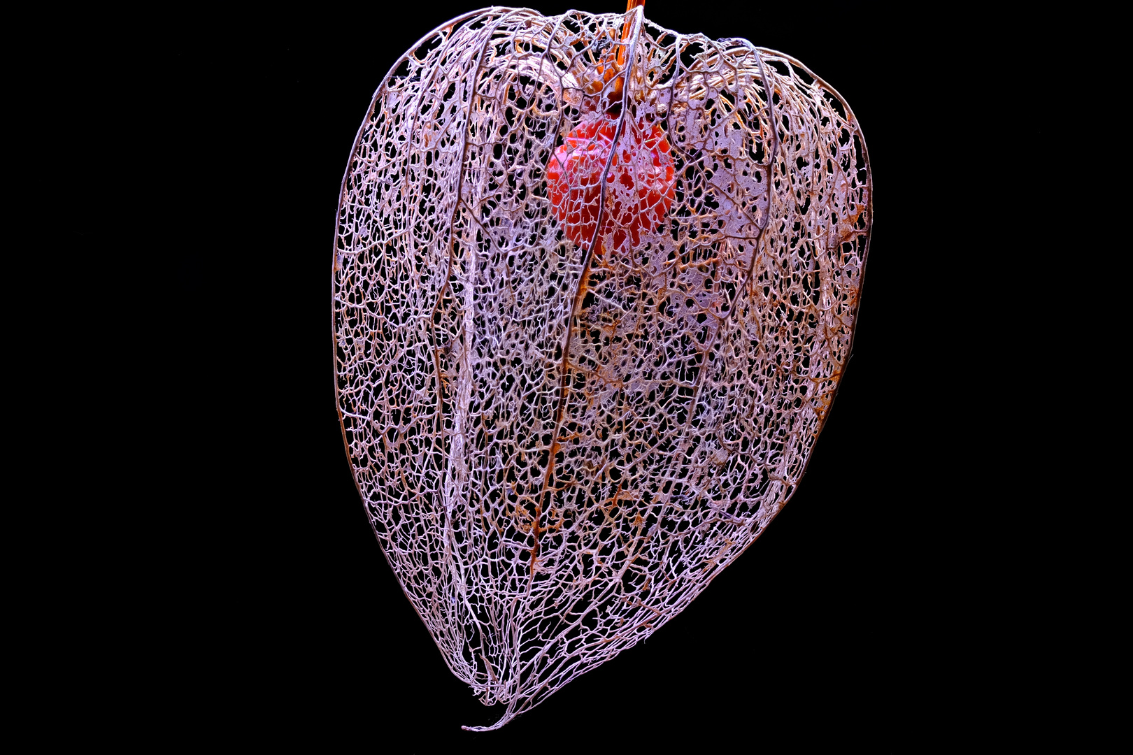 Physalis