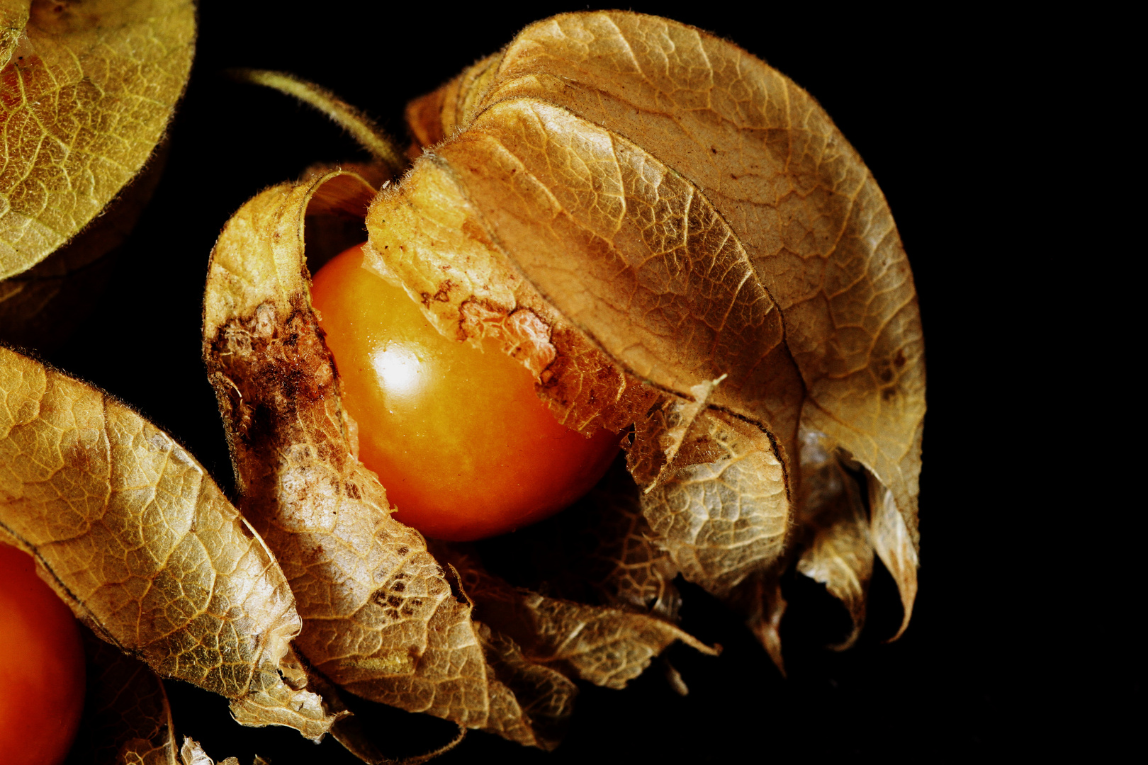 Physalis