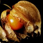 Physalis