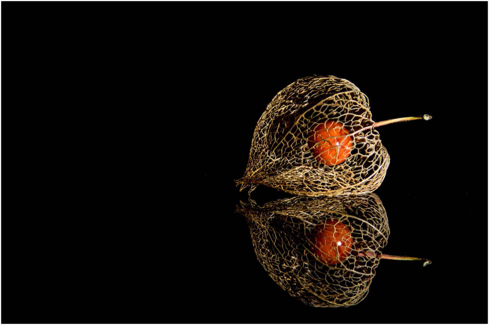 Physalis