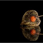 Physalis