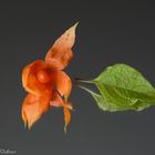 Physalis alkekengi 1