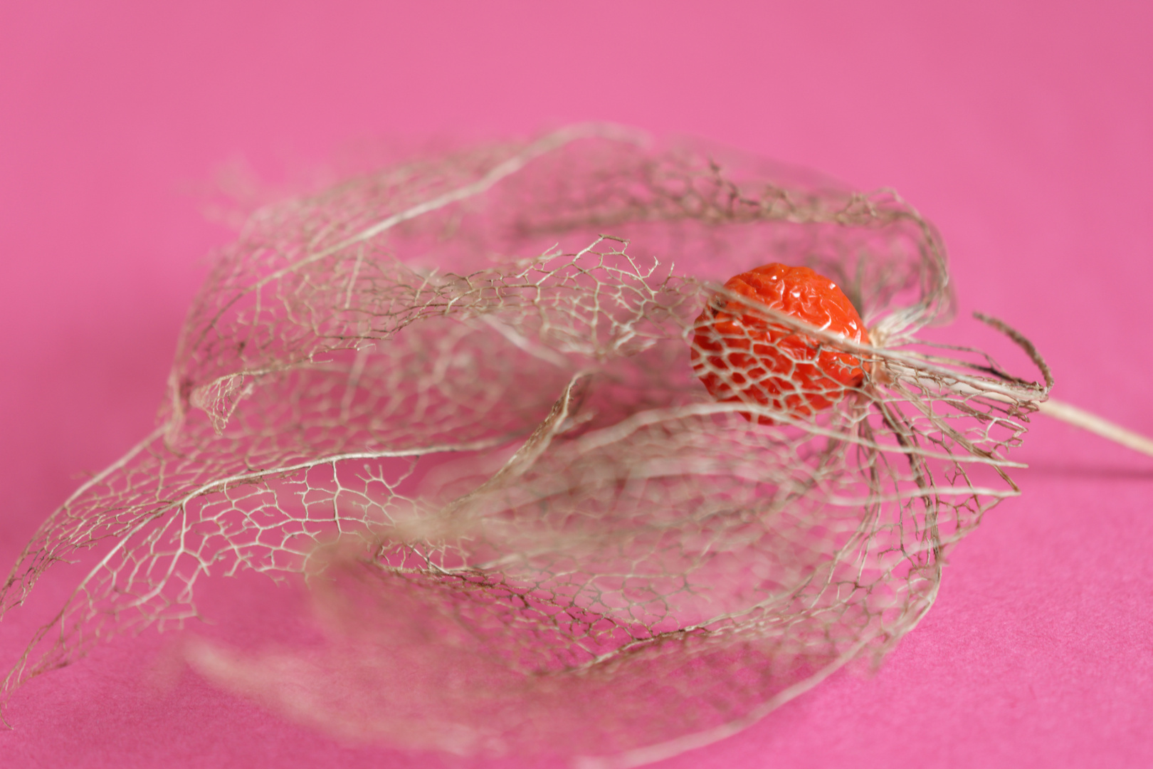 Physalis alkekengi  -2-