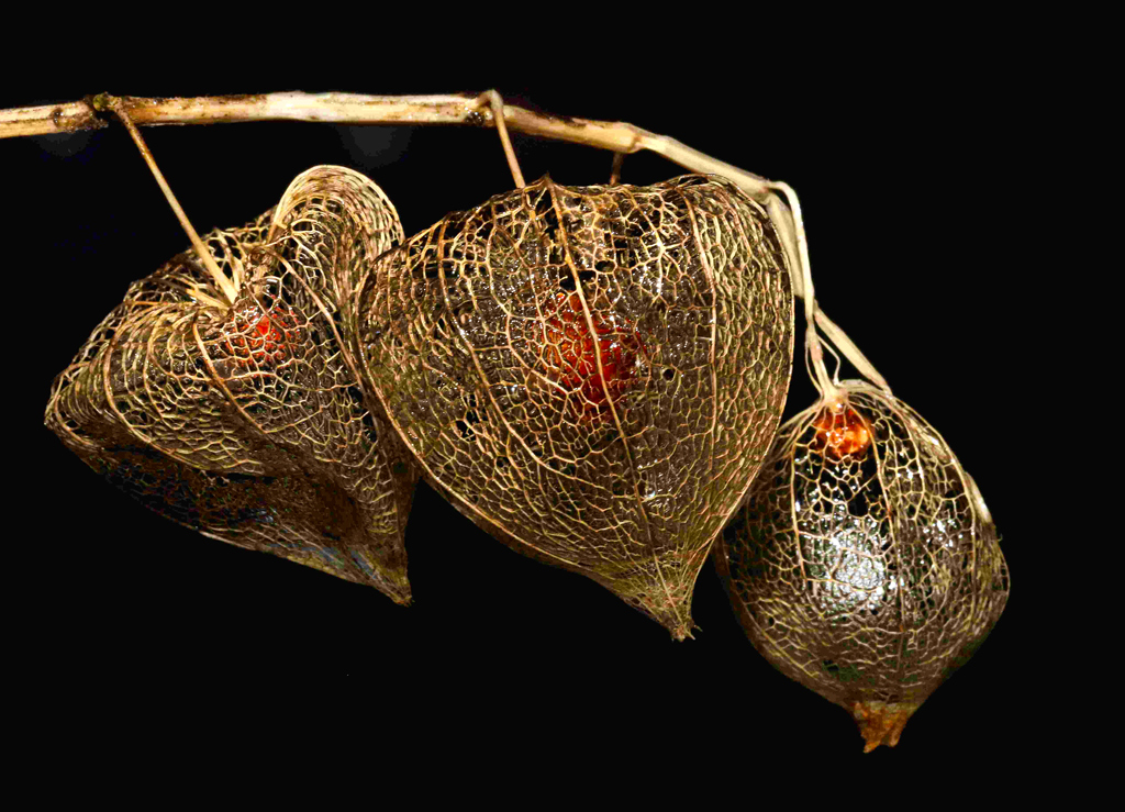 Physalis alkekengi (2)