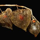 Physalis alkekengi (2)