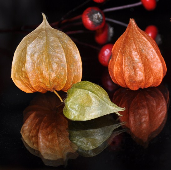 Physalis alkekengi 2