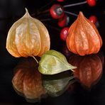 Physalis alkekengi 2