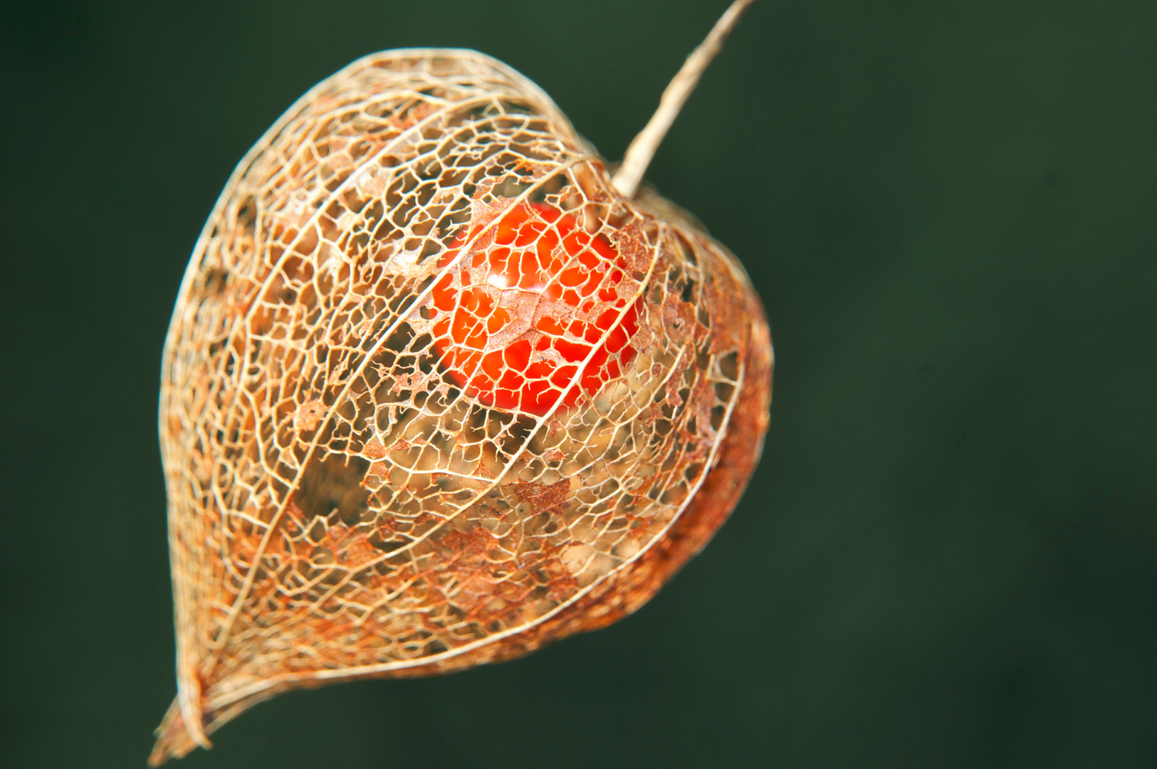 Physalis alkekengi