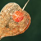 Physalis alkekengi