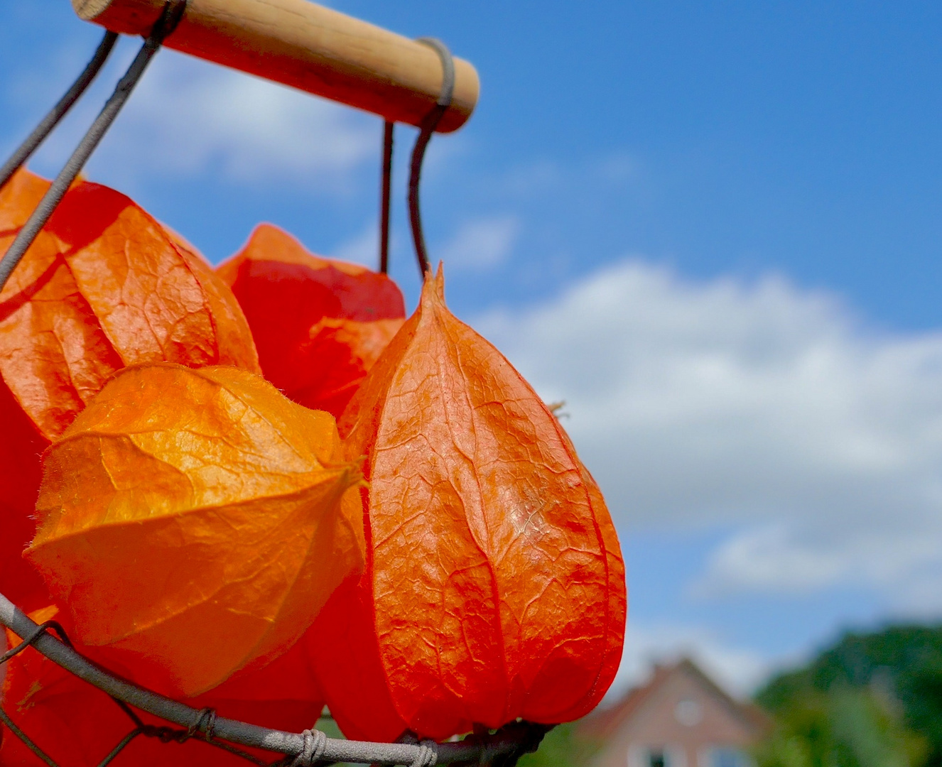 Physalis alkekengi