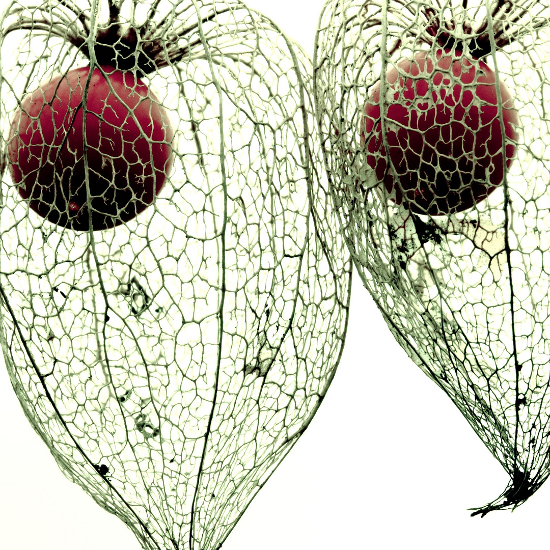 Physalis alkekengi