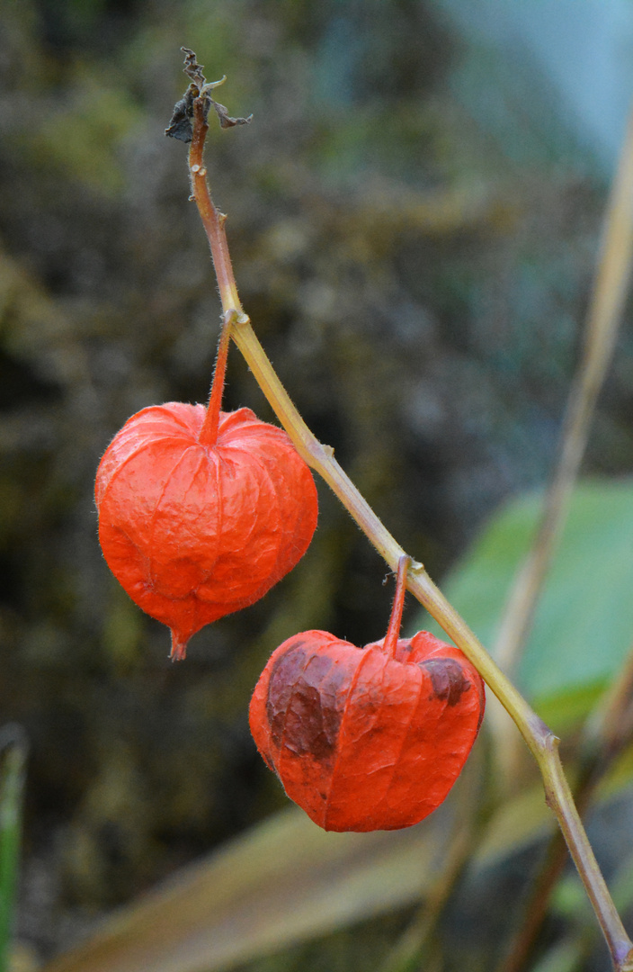 Physalis alkekengi