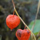 Physalis alkekengi