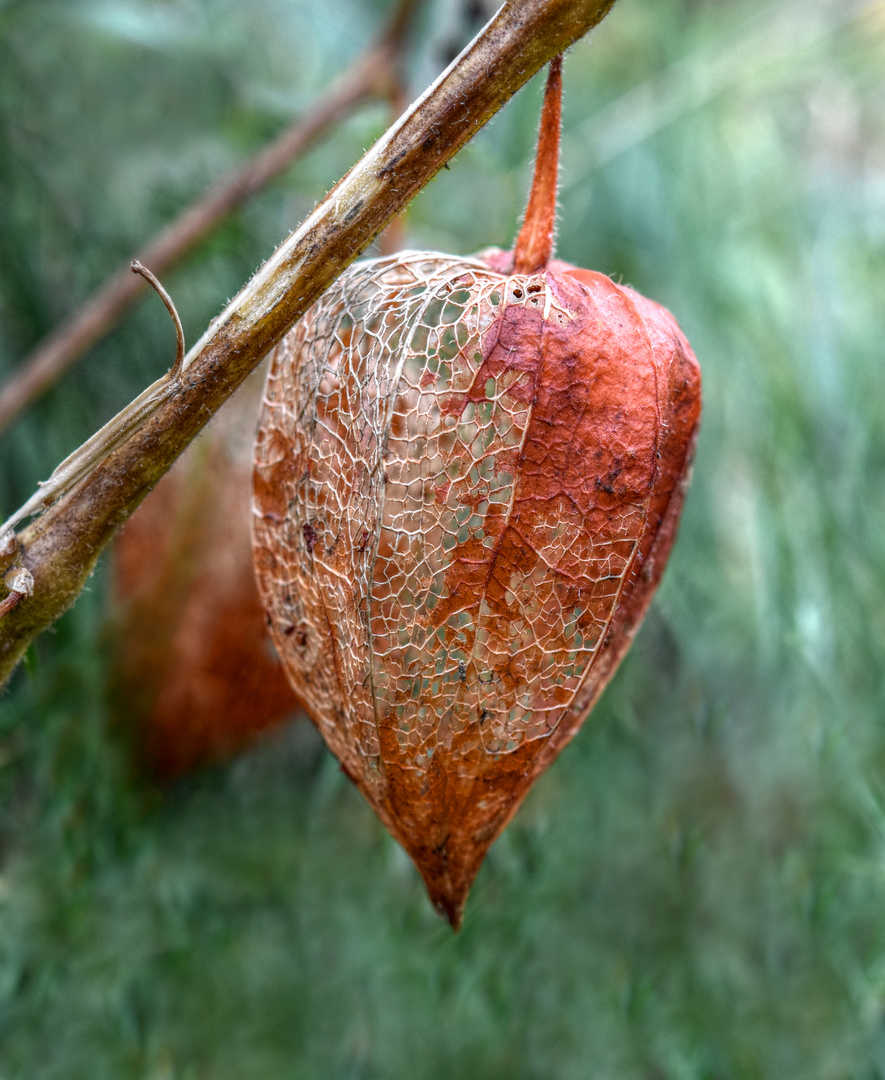 Physalis alkekengi