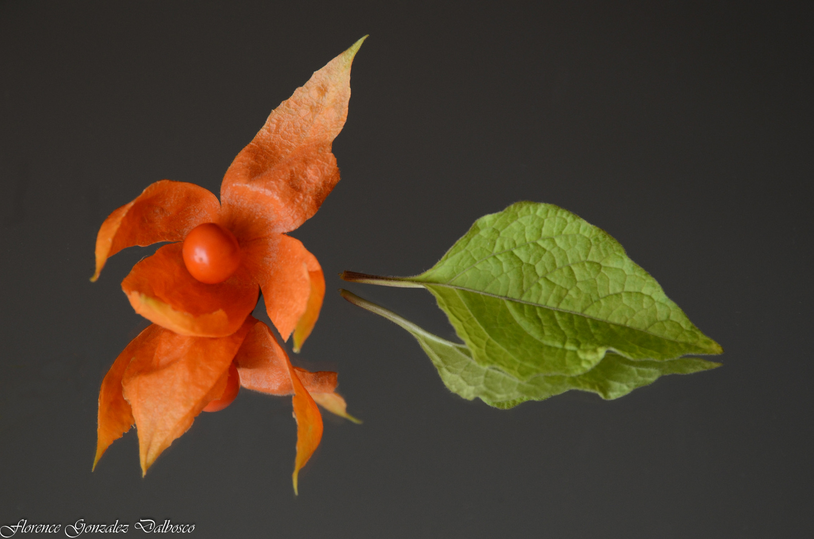 Physalis alkekengi .