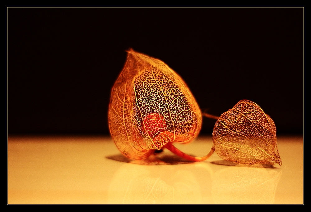 Physalis alkekengi