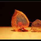 Physalis alkekengi