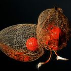 Physalis alkekengi