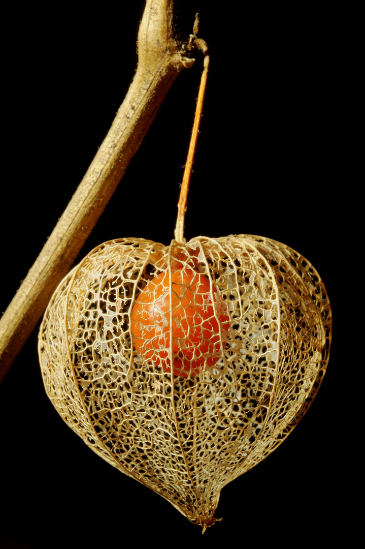 Physalis alkekengi