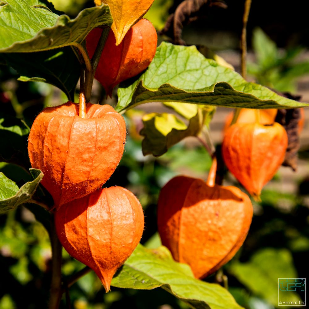 Physalis alkekengi