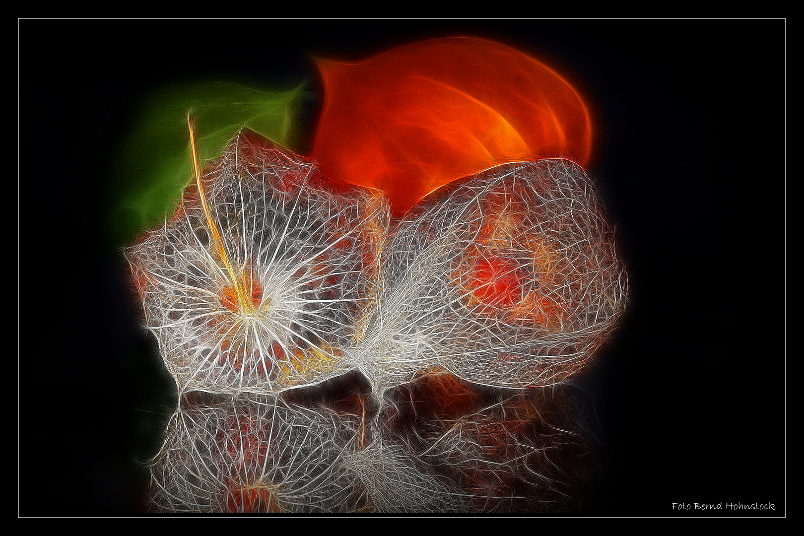 Physalis alkekengi .....