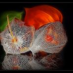 Physalis alkekengi .....