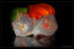 Physalis alkekengi .....