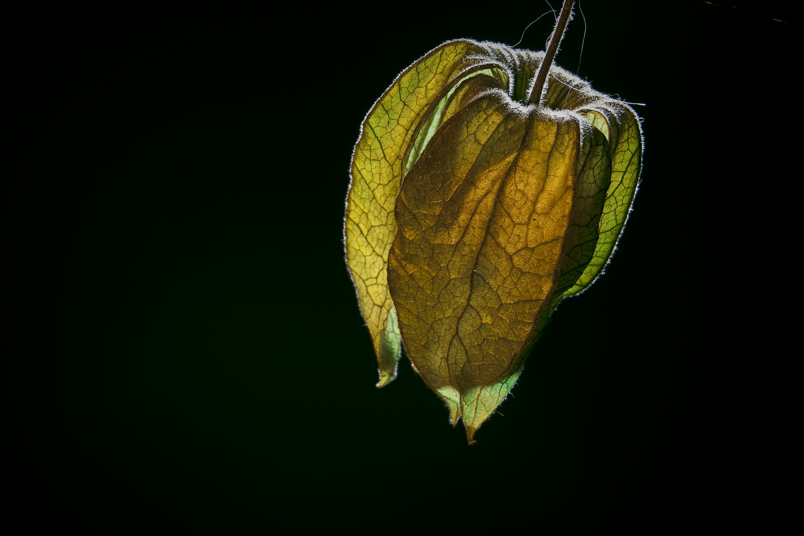 Physalis alkekengi